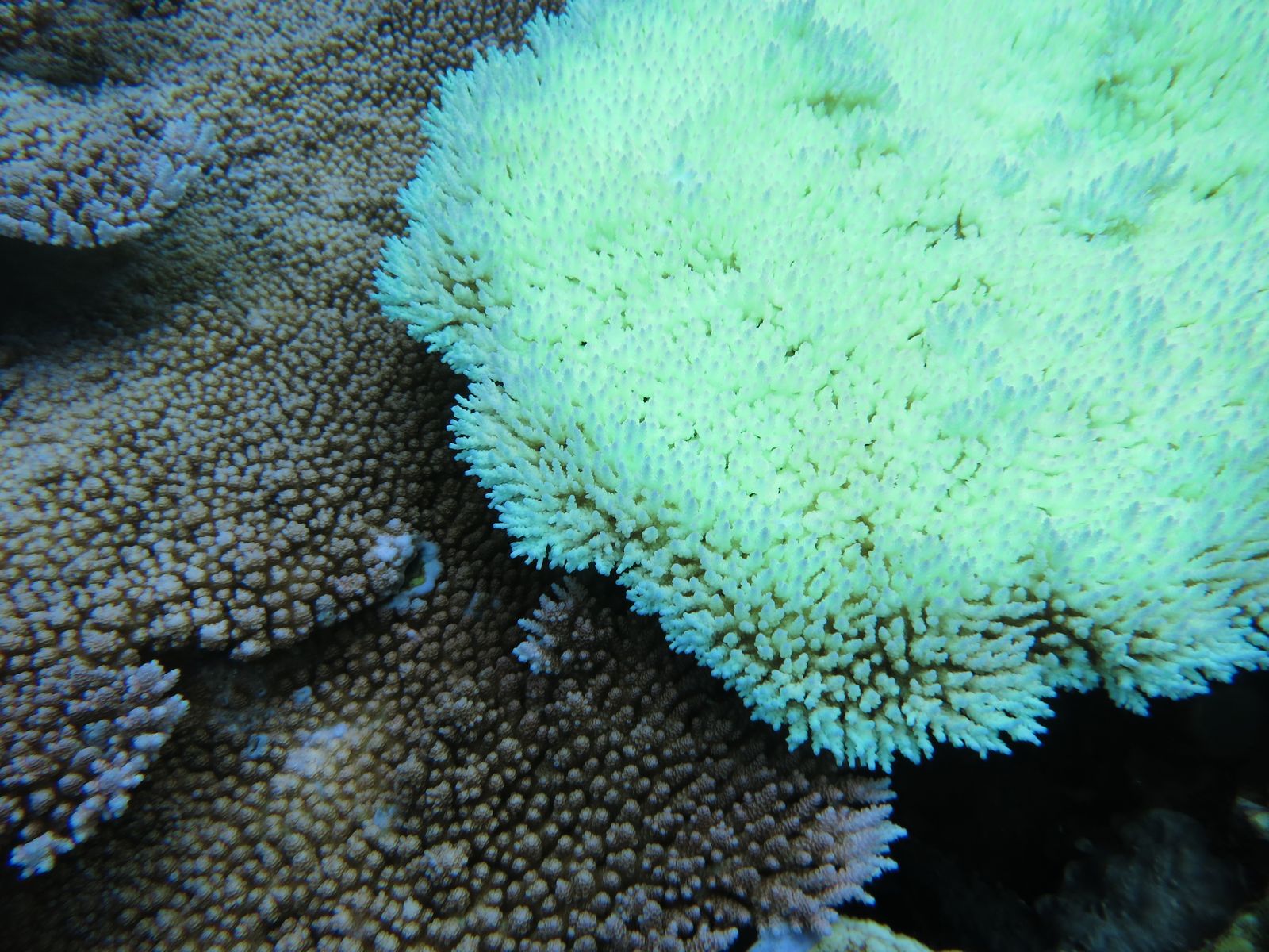 A bleached coral colony (right) next to normally coloured coral in the National Marine Sanctuary of American Samoa, photographed in February 2015.