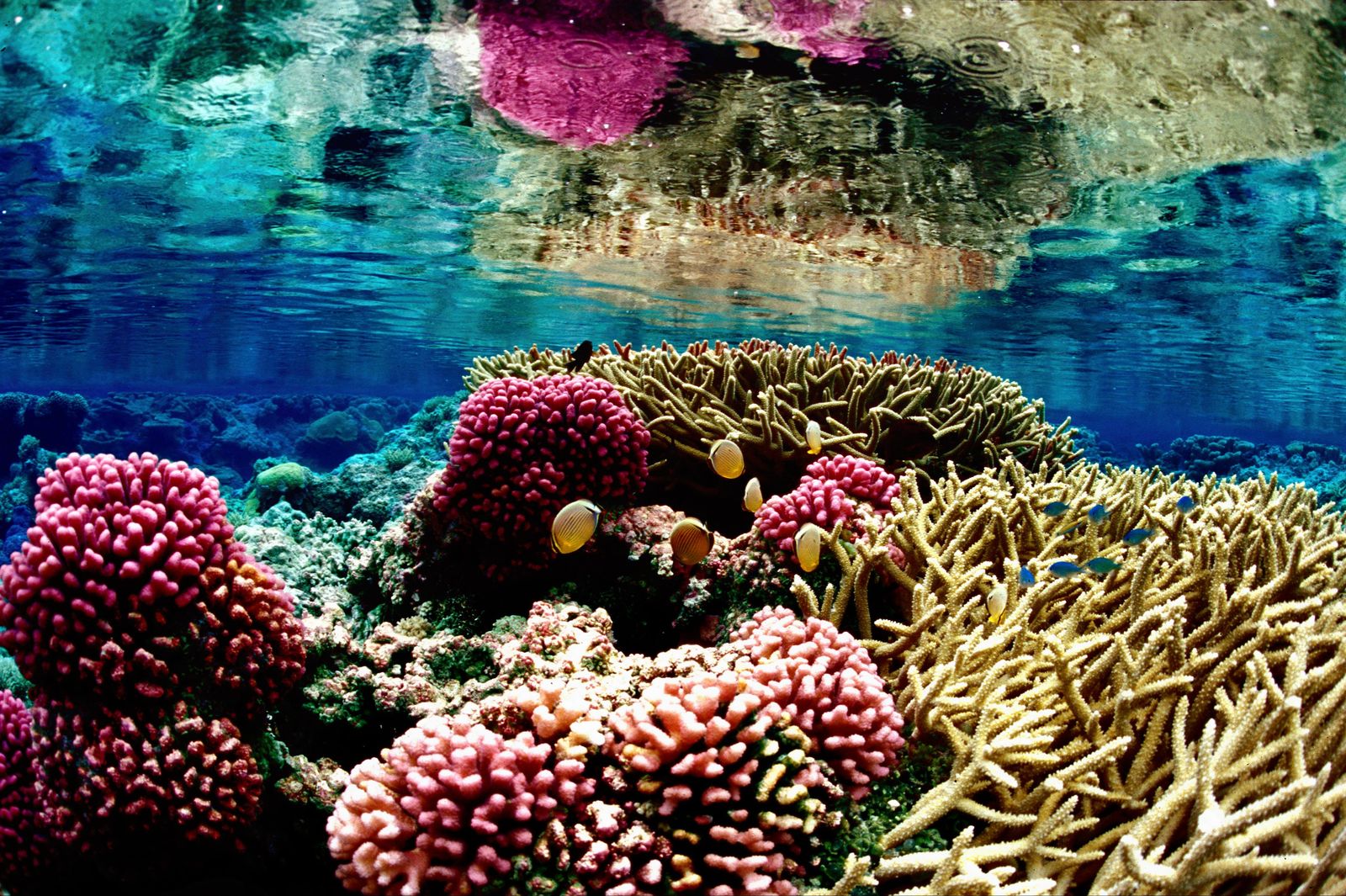A coral reef ecosystem with reef fish in shallow water at Palmyra Atoll National Wildlife Refuge.