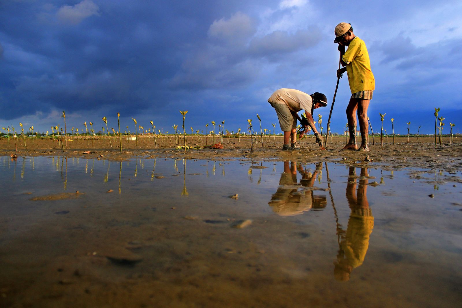 Two residents of Kampong Jawa, Banda Aceh, plant mangrove saplings on open land by the sea.