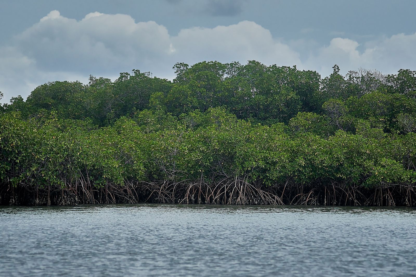 A mangrove-lined waterway in the Saloum Delta National Park, Senegal, photographed in July 2023.