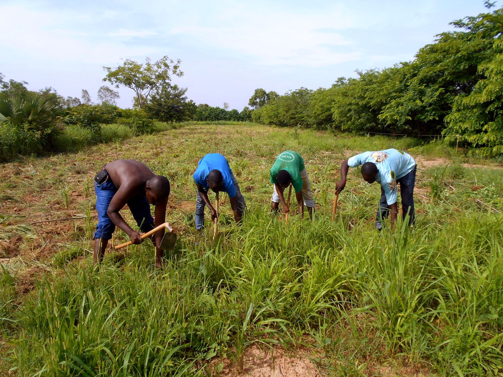 Farmers weed a millet field in a hedged (bocage) farming plot in the village of Guiè, Burkina Faso, in July 2017.