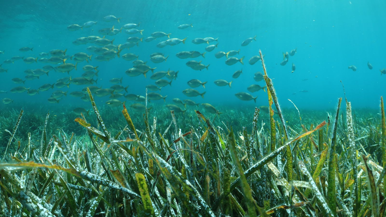 A Posidonia oceanica seagrass meadow with a school of salema (Sarpa salpa) in the Calanque de Sormiou, within Calanques National Park, in June 2022.